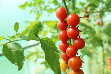 Tomato, branch with tomatoes. Harvest of small red cherry tomatoes. ripe tomato