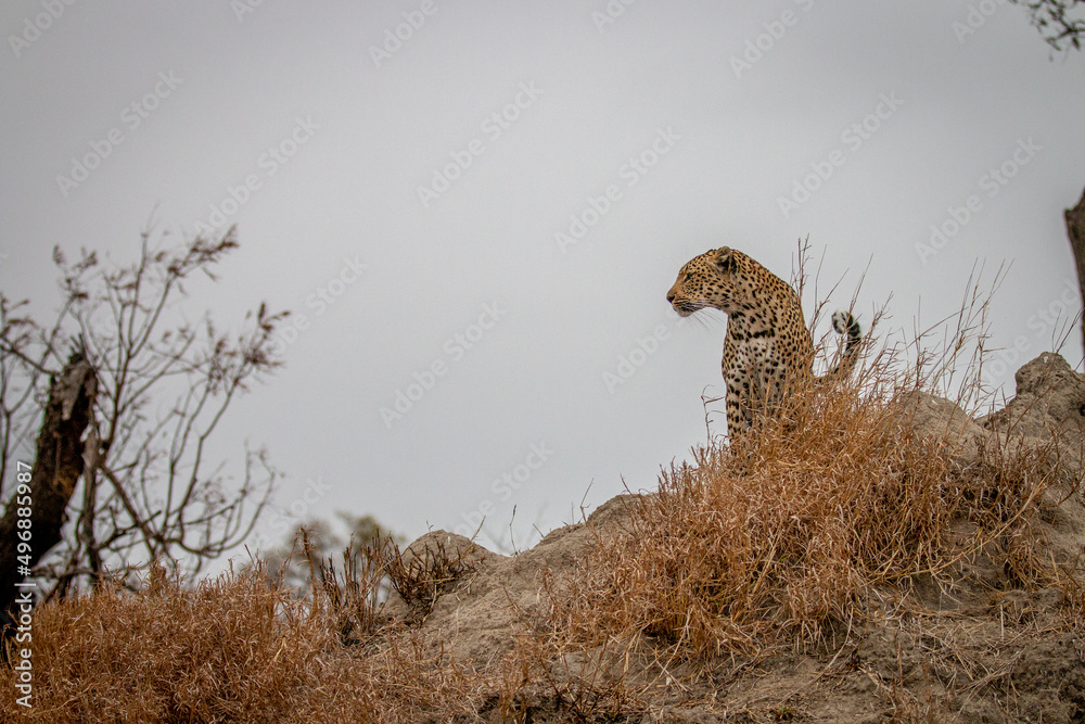 Wall mural female leopard standing on top of a little hump.