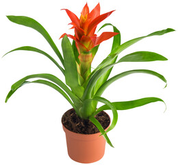 Guzmania in the flowerpot isolated on white background. House, office plant.
