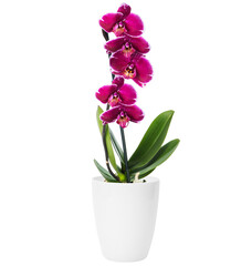 Purple orchid in the white flowerpot isolated on white background. House plant. Home indoor plant