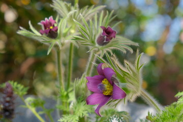 Three purple Pasque Flowers in the morning light