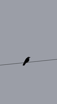 Crow silhouette in a high voltage cable, Povoa de Lanhoso, Portugal.