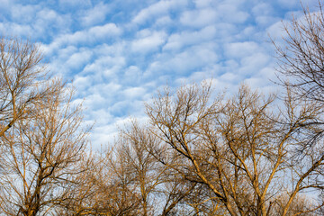 Naked tree branches against blue sky with white clouds.