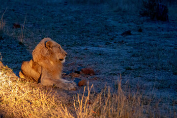 Male Lion laying down in the spotlight at night.