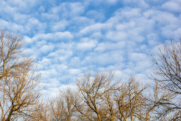 Obraz na płótnie Canvas Naked tree branches against blue sky with white clouds.