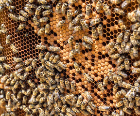 Honeycomb from bee hive filled with golden honey