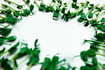  Microgreen isolated on a white background.