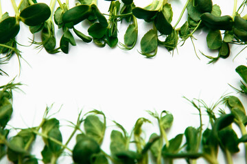  Microgreen isolated on a white background.
