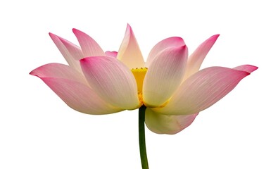 Pink lotus isolate on white background
