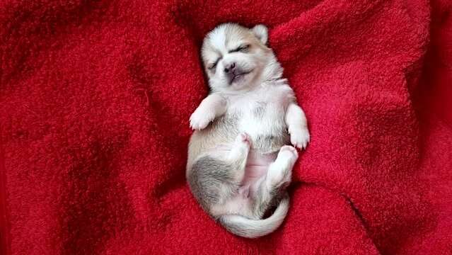 White Chihuahua Puppy Newborn Sleeping On A Red Blanket