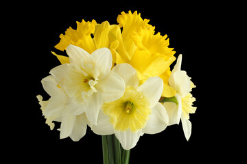 Bouquet of white and yellow daffodils on a black background. Closeup