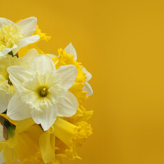 Bouquet of white and yellow daffodils on a yellow background. Closeup