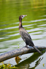 Little Black Cormorant on rock by river.