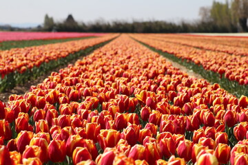 tulipes, Jonquière, France