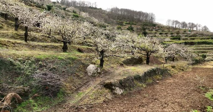 Fascinating view of the cherry blossom in Valle del Jerte, Spain