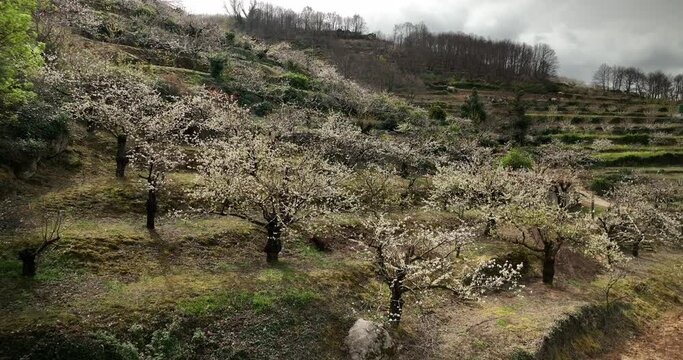 Beautiful shoot of the cherry blossom in Valle del Jerte, Spain