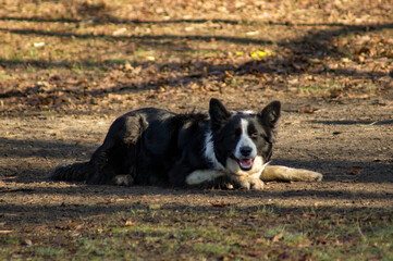 Border Collie