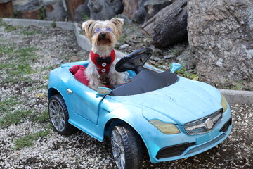 Yorkshire terrier driving convertible sports car 