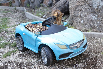 Bengal cat with beautiful markings standing over convertible miniature sports car