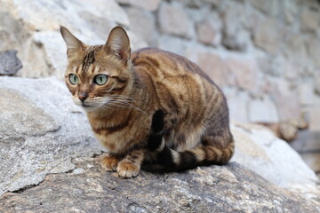 Bengal cat with beautiful markings