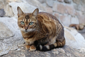 Bengal cat with beautiful markings