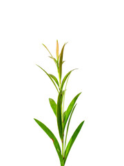 Close up Bottle brush tree on white background.