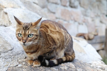 Bengal cat with beautiful markings 