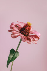 Beautiful blooming pink zinnia flower with rain drops. On a pink background. Close-up photo.