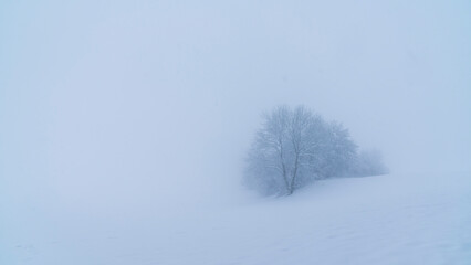Germany, White snow and ice covering a tree in dark foggy winter atmosphere, nature landscape while snow is falling