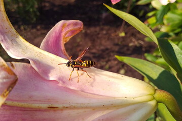 wasp on a flower