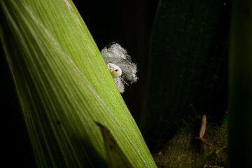 Extreme sharp and detailed portrait of Lawana conspersa at on a corn plant.