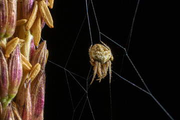 Spider on web on black scene.