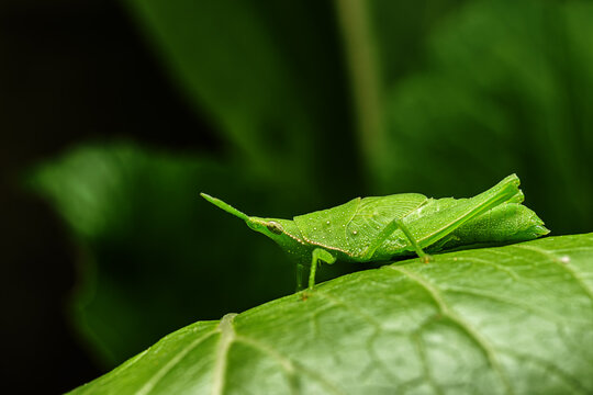Acrida cinerea, sometimes called the Oriental longheaded grasshopper or locust or the Chinese grasshopper.