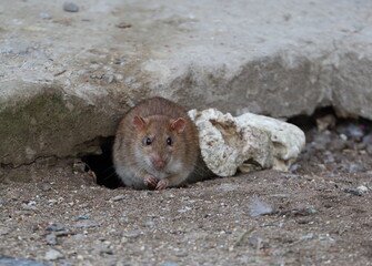 A wild rat crawls out of a hole under a concrete slab