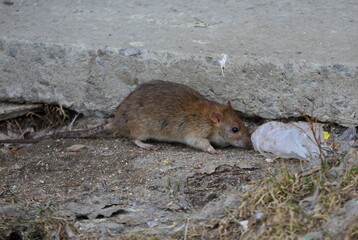 A wild rat sniffs a plastic bag at a concrete slab