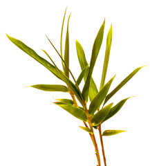 feuilles De bambou sur fond blanc 