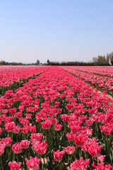 tulipes, Jonqui&egrave;re, France
