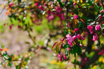 Fototapeta premium flowers in the garden