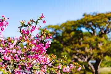 pink flowers in spring