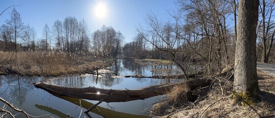 ROZLEWISKA WIOSENNE W LESIE. WCZESNA WIOSNA. © michalsen