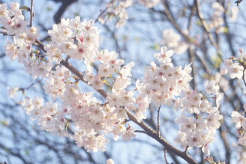 Obraz premium 桜