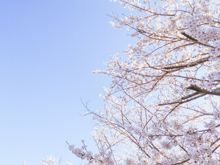 桜と青空