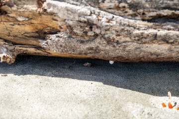 Islas Secas Chiriquí 