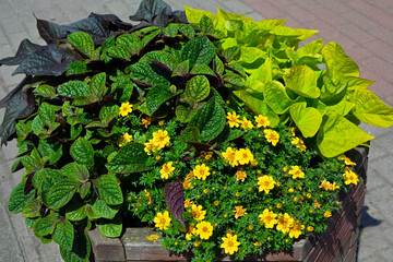 kompozycja doniczkowa z Plektrantus koleusowaty, komarzyca (Plectranthus glabratus) i Wilec ziemniaczany (Ipomoea batatas) i żółte kwiaty uczepu (Bidens), yellow flowers and colorful leaves in a pot © kateej