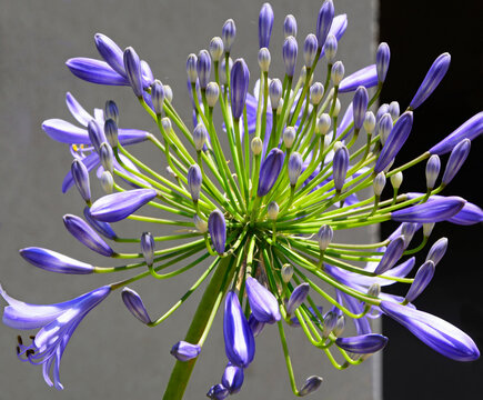 fioletowy kwiat agapant afrykański, baldasznik, lilia afrykańska (Agapanthus africanus)