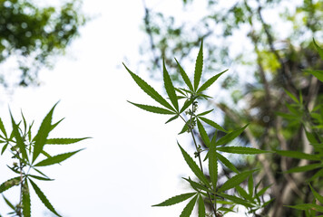 A newly grown Cannabis Plant. India has been a very strong mythical and medicinal relationship, known to be used at least as early as 2000 BCE. It has been used by humans throughout recorded history. 