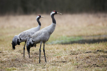Two common crane, grus grus, standing on field in spring nature. Couple black birds with long legs looking on grassland. Pair of feathered animals with red head watching on meadow.
