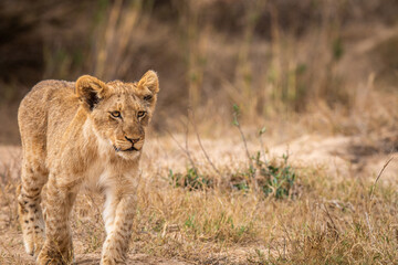 Obraz na płótnie Canvas Young Lion cub walking towards the camera.