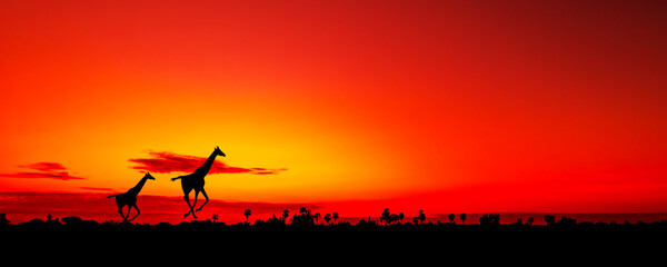 Fototapeta na wymiar safari, silhouette animal on way to back home ,on the evening red tones , sunset background.