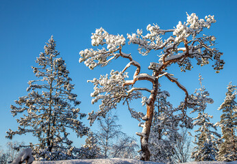 snow covered tree